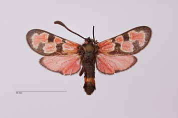 Vorschaubild Zygaena (Agrumenia) formosa kotzschi Reiss, 1935